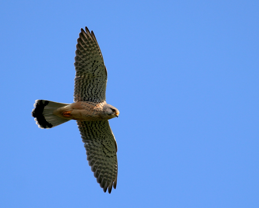 Mein Falke...