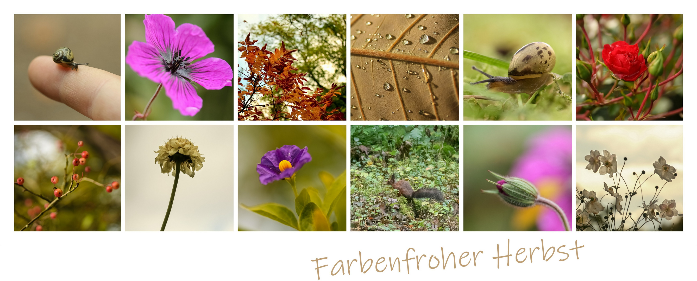 Mein farbenfroher Herbst