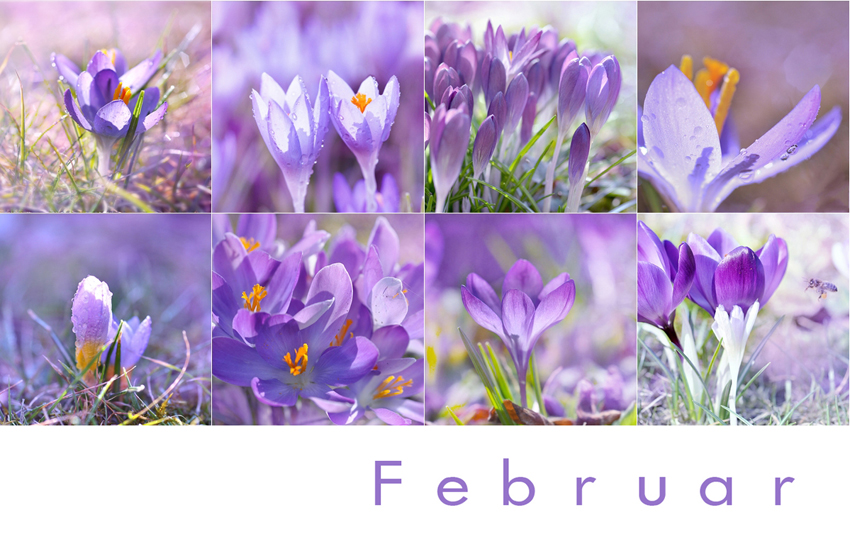 Mein Februar ist lila