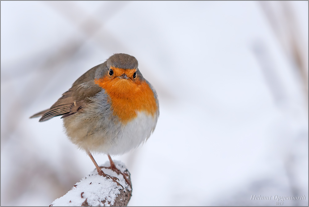 Mein Federbällchen im Winter 