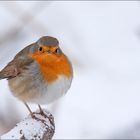 Mein Federbällchen im Winter 