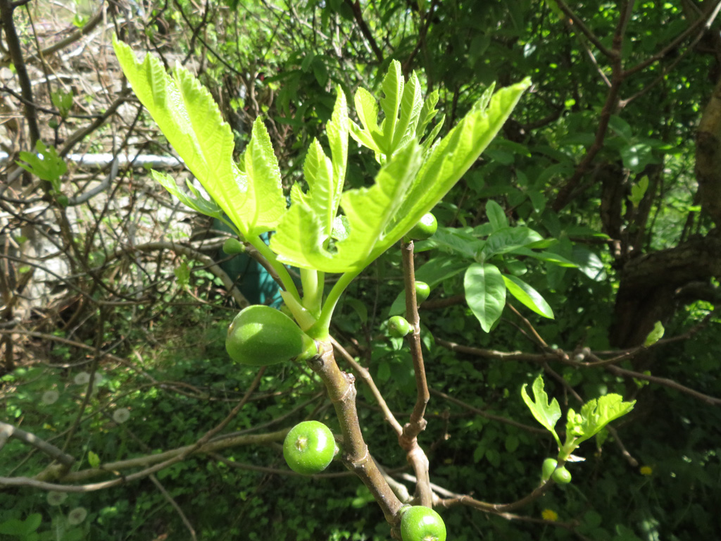 Mein Feigenbaum 