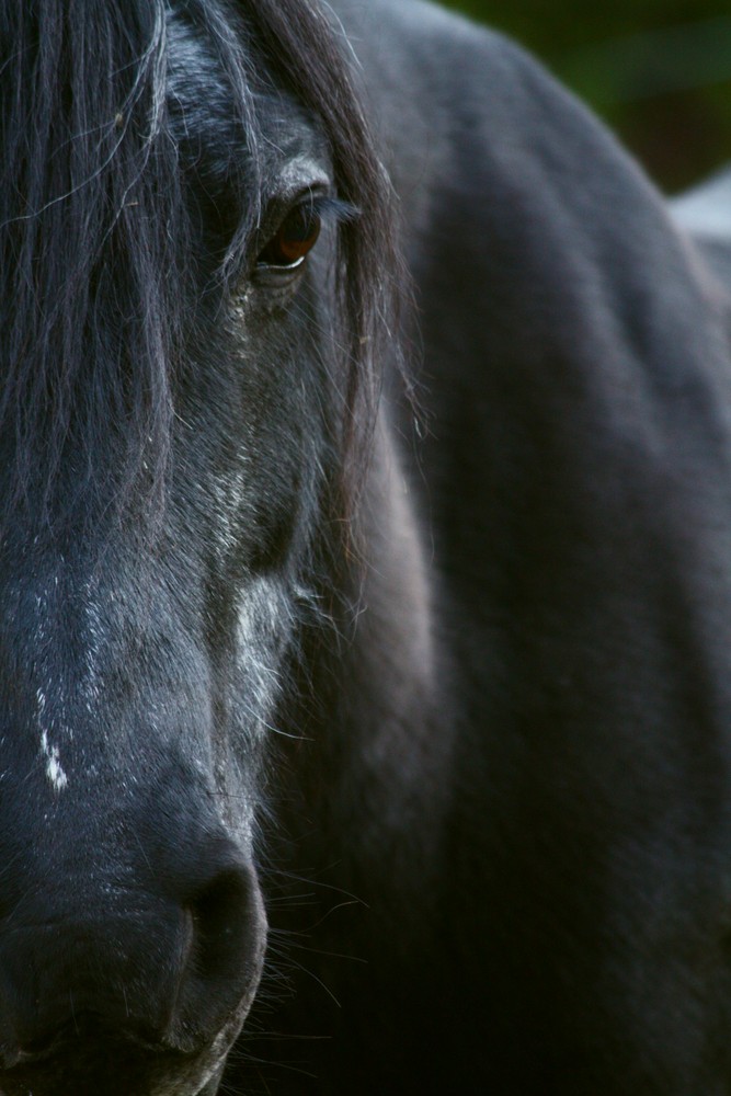 Mein Fellpony Kathleen