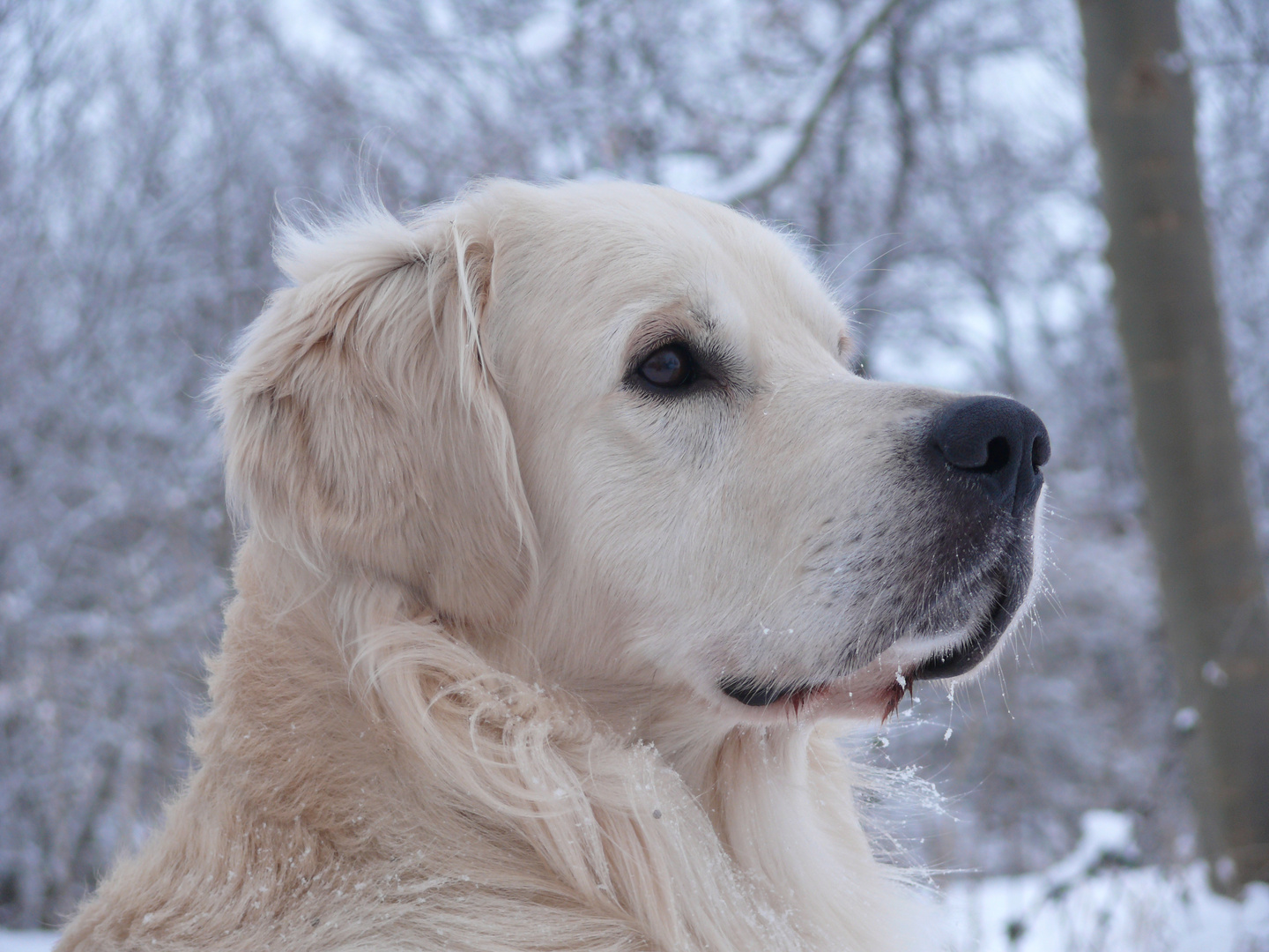 Mein Finn im Schnee