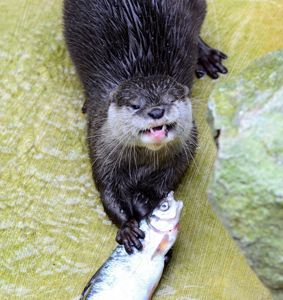 MEIN Fisch... du darfst mich höchstens fotografieren :-)