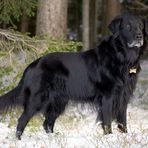 Mein Flat Coated Retriever