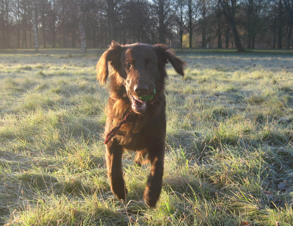 Mein Flatcoated Retriever im Herbst 2007