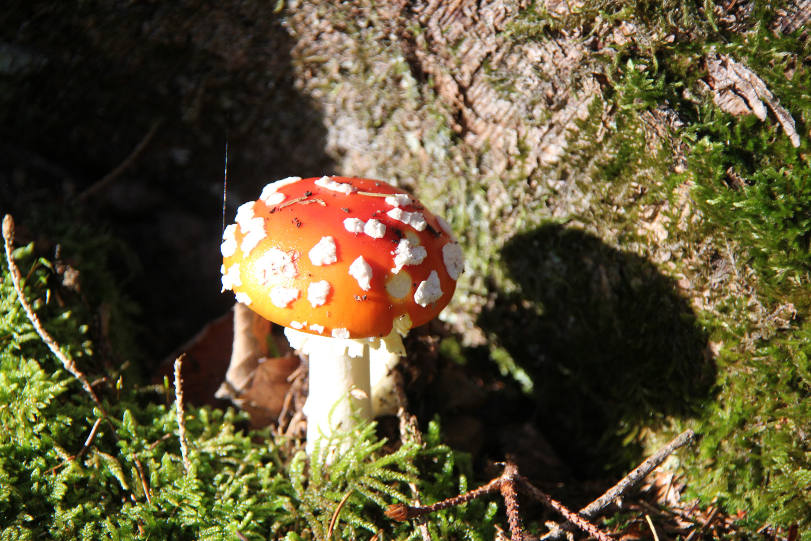 Mein Fliegenpilz im Abendlicht