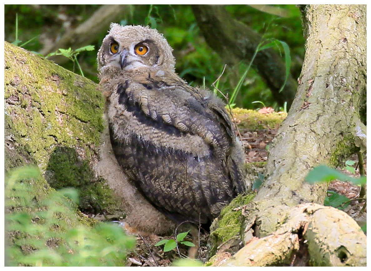 mein Foto 999 +1000 in der "fc" widme ich dem Uhu-Jungspund aus dem Duvenstedter Brook