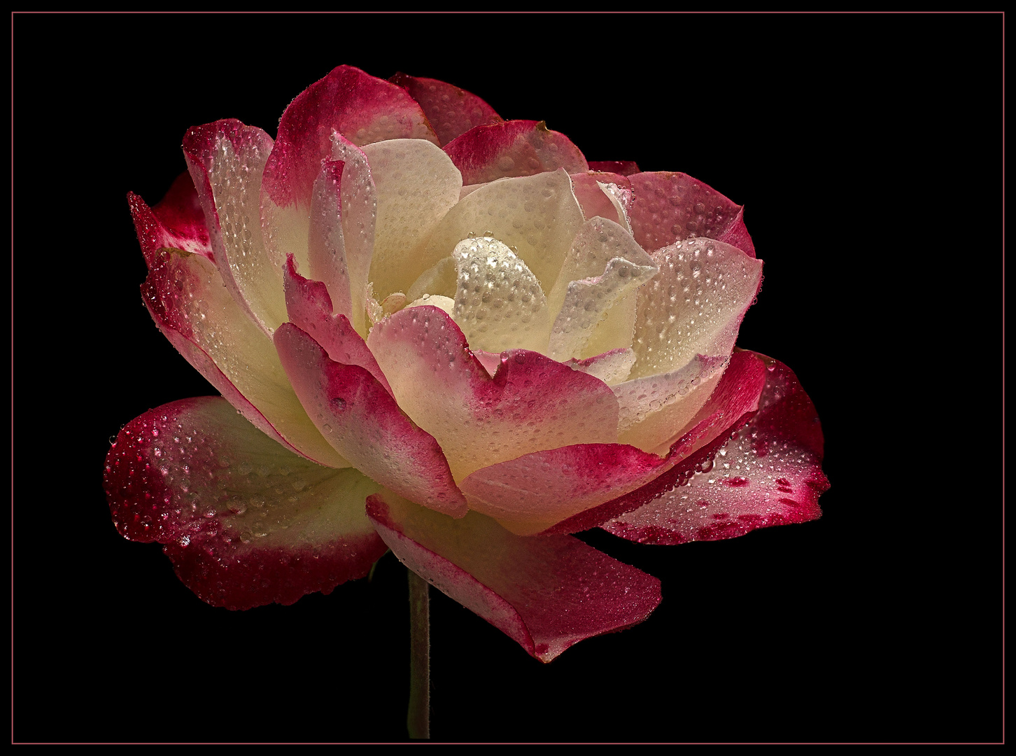 Mein fotografischer Abschied vom Rosenjahr 2018 