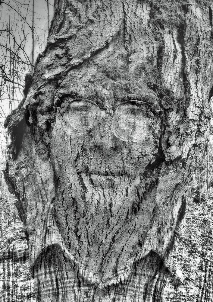 Mein Freud, der Baum