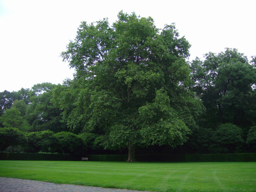 Mein Freun der olle Baum