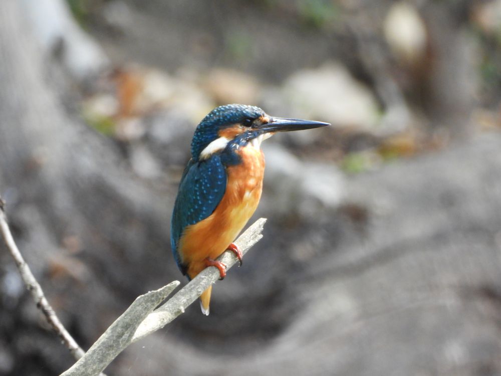 mein Freund..... Foto & Bild tiere, wildlife, wild lebende vögel