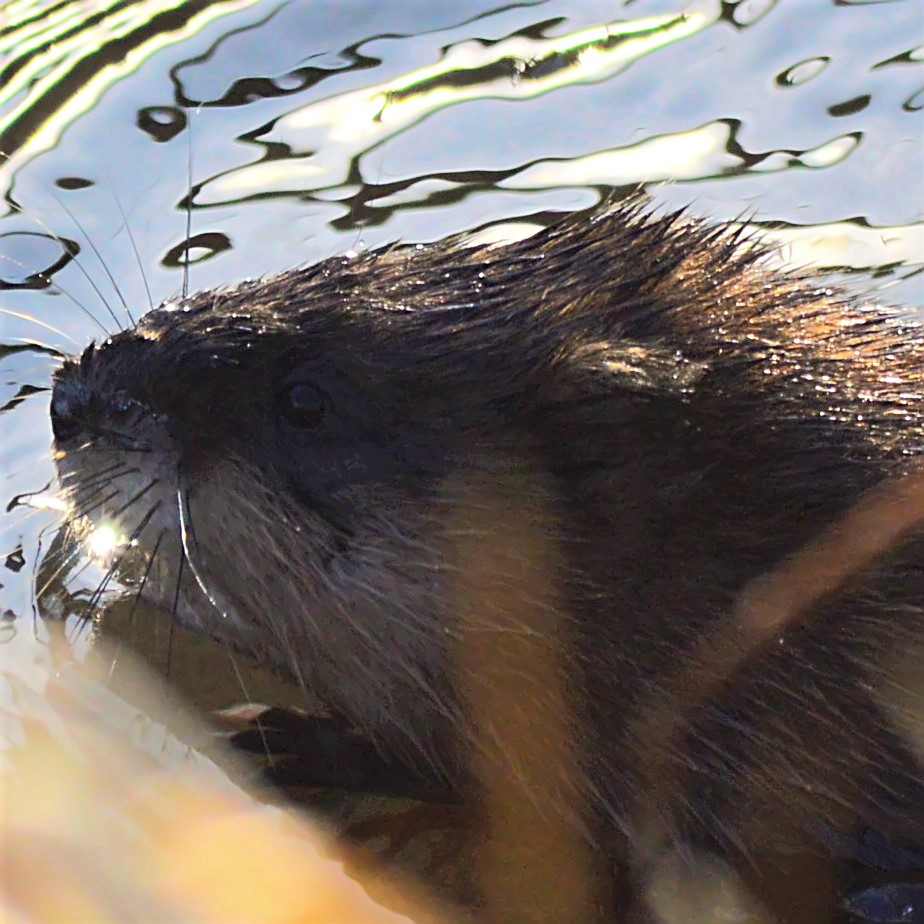 Mein Freund Anton das Nutria 