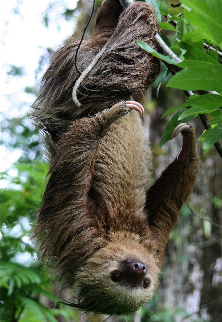 Mein Freund auf Costa Rica