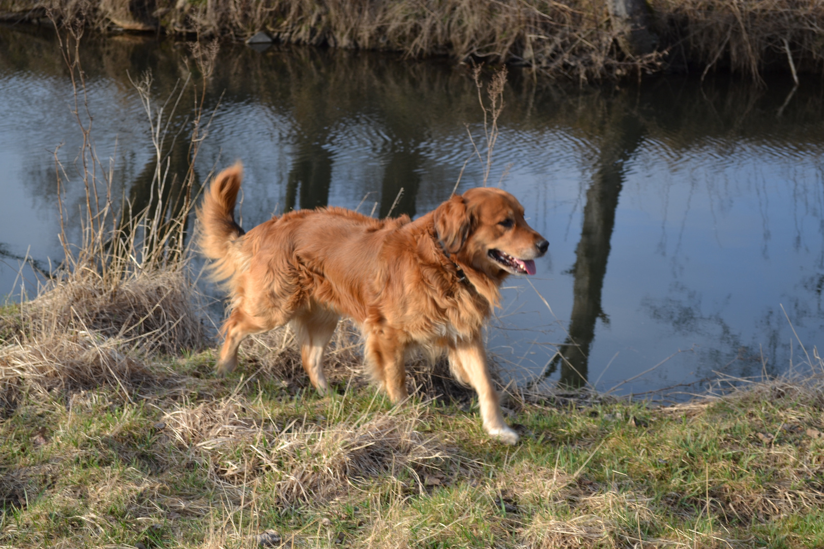 Mein Freund Buddy Bud Bud am Wasser