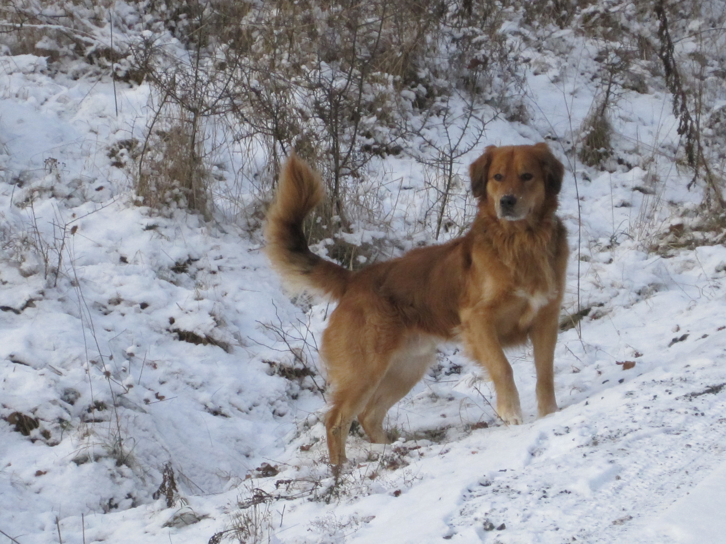 Mein Freund Buddy Bud Bud im Schnee