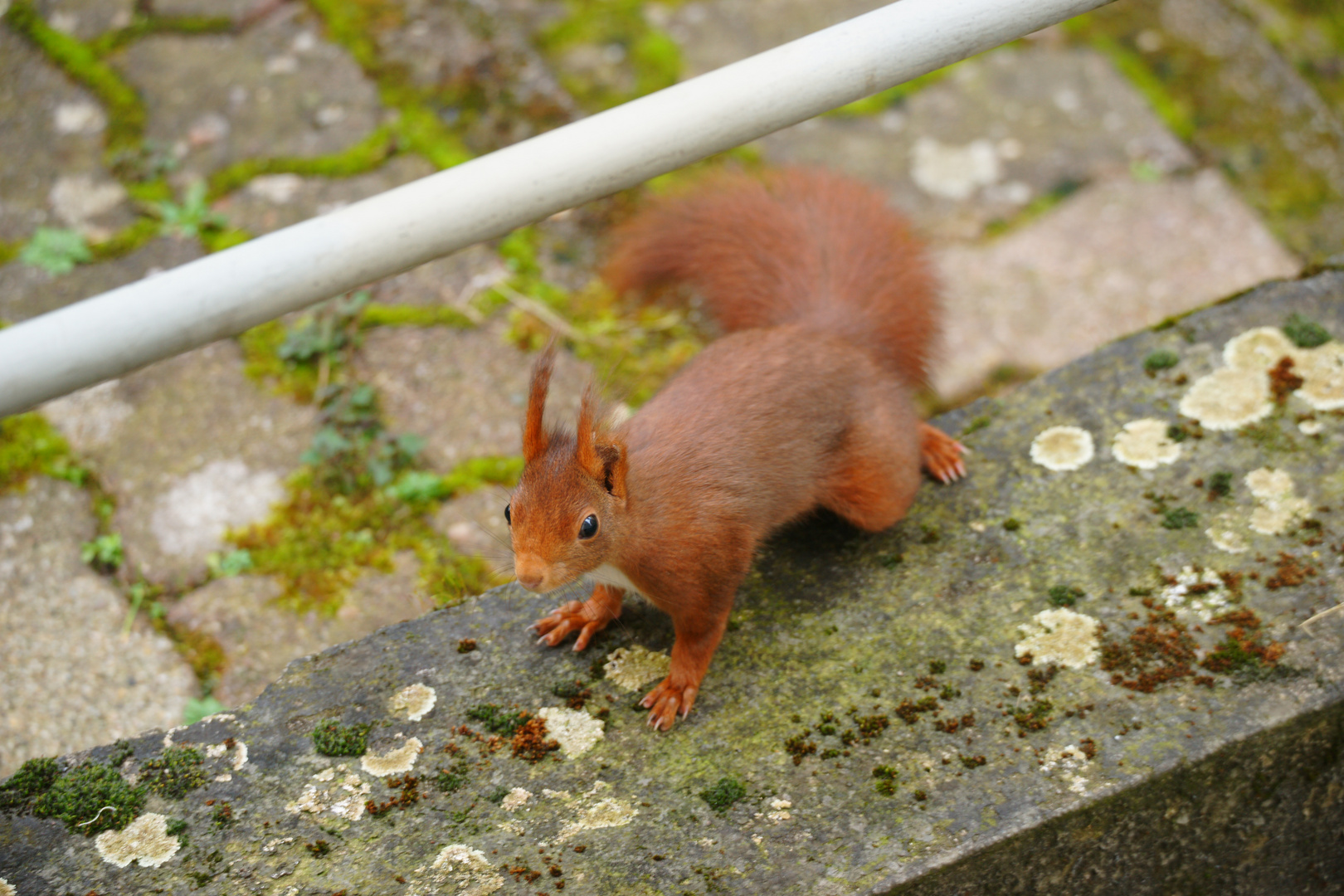 mein Freund, das Eichhörnchen