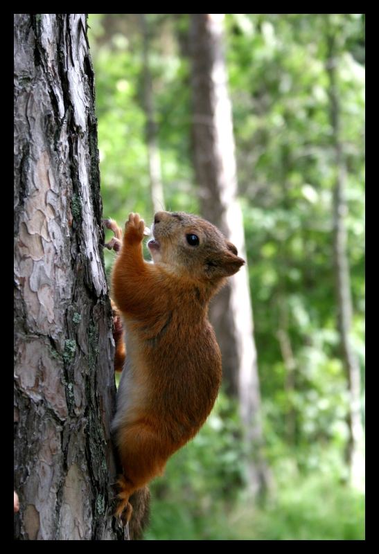 Mein Freund das - Eichhörnchen (Sciurus vulgaris)