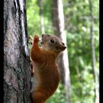 Mein Freund das - Eichhörnchen (Sciurus vulgaris)