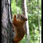 Mein Freund das - Eichhörnchen (Sciurus vulgaris)