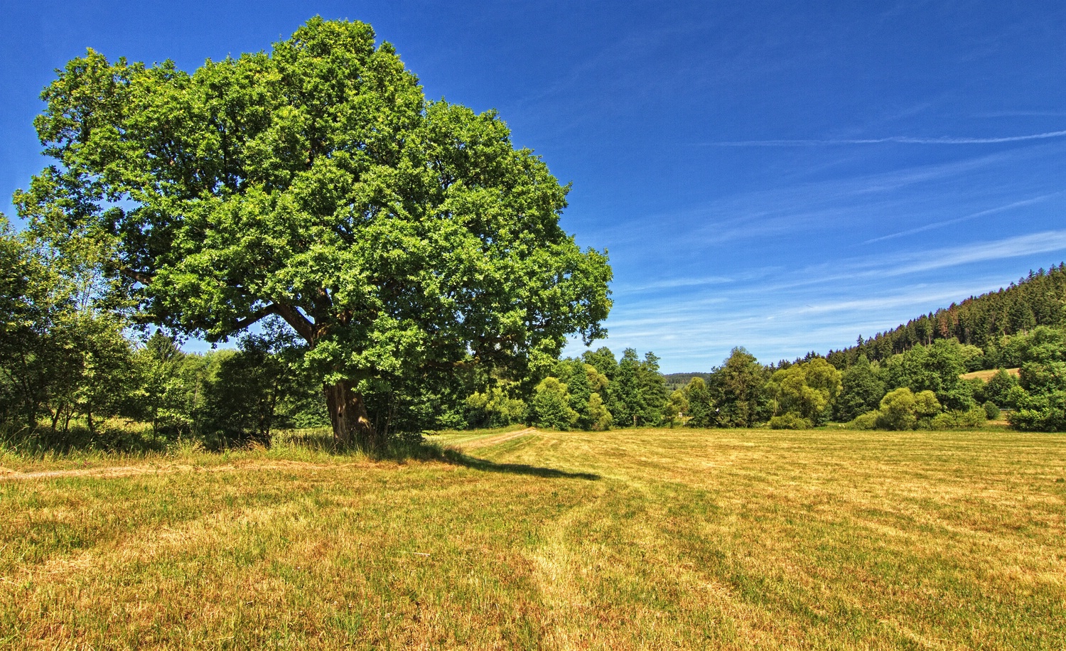 Mein Freund der alte Baum