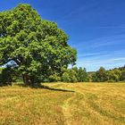 Mein Freund der alte Baum