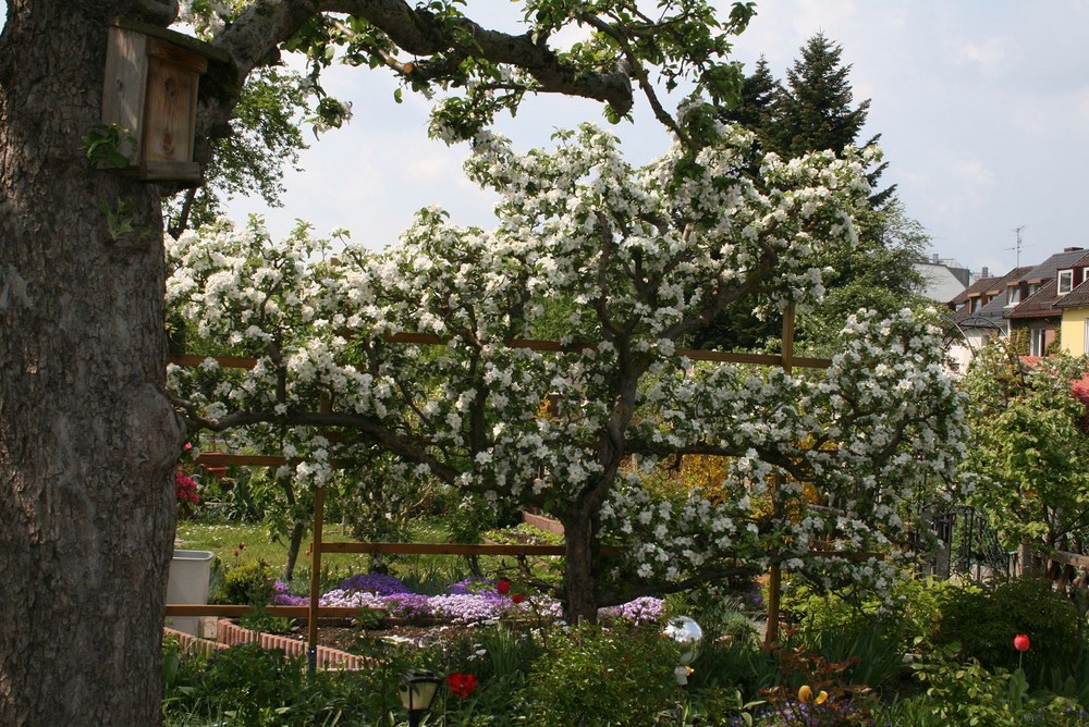 Mein Freund der Apfelbaum