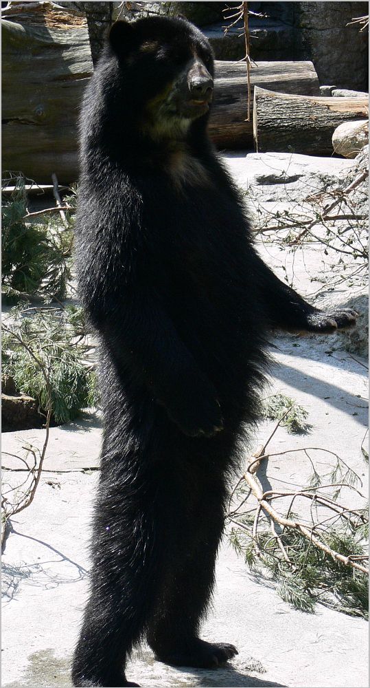 Mein Freund der Bär