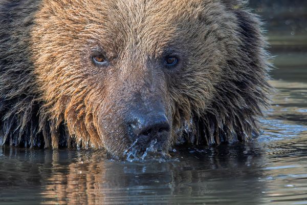 Mein Freund: der Bär