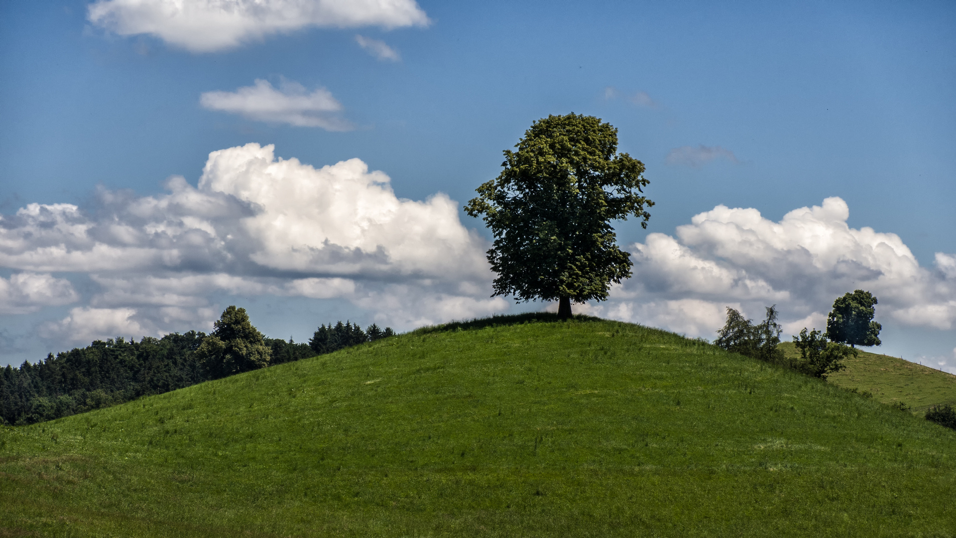 Mein Freund der Baum