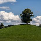 Mein Freund der Baum