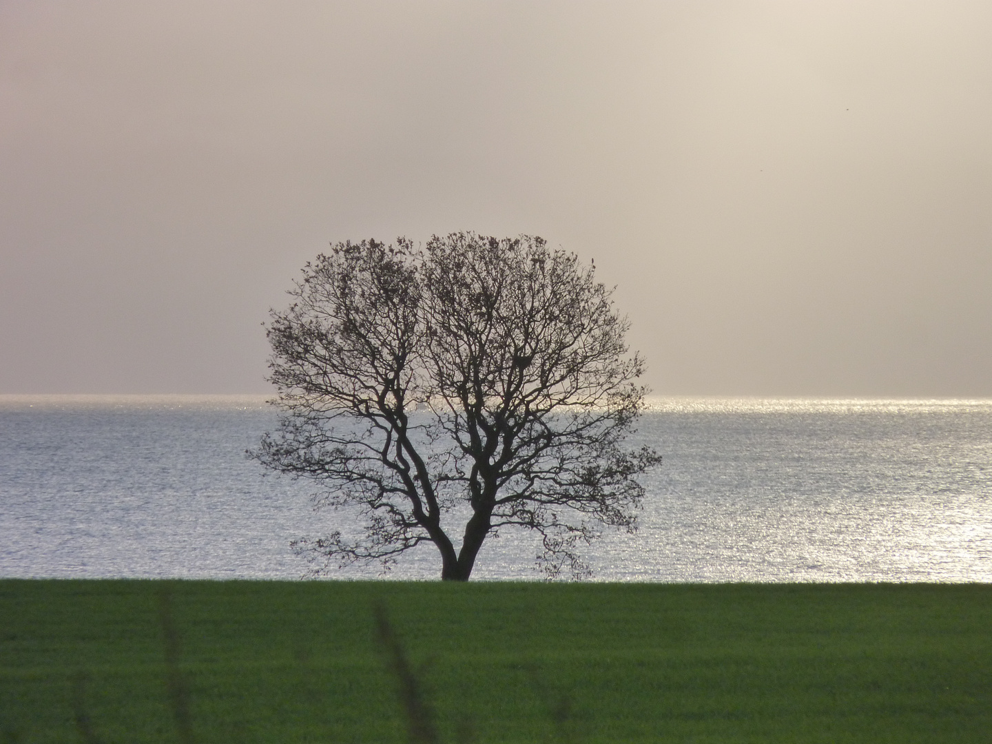 Mein Freund der Baum...