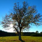 Mein Freund der Baum