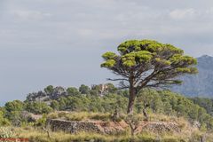 mein Freund, der Baum...