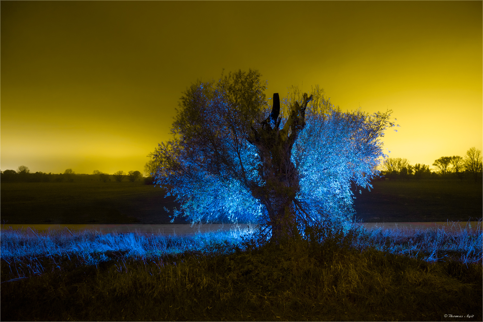 Mein Freund der Baum...