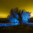 Mein Freund der Baum...