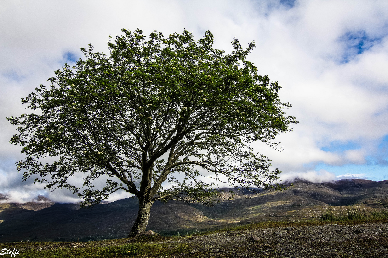 Mein Freund der Baum