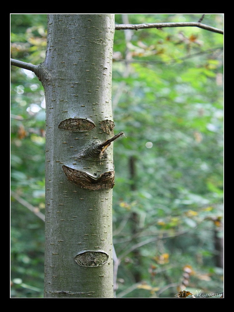 Mein Freund der Baum