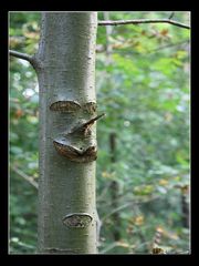 Mein Freund der Baum