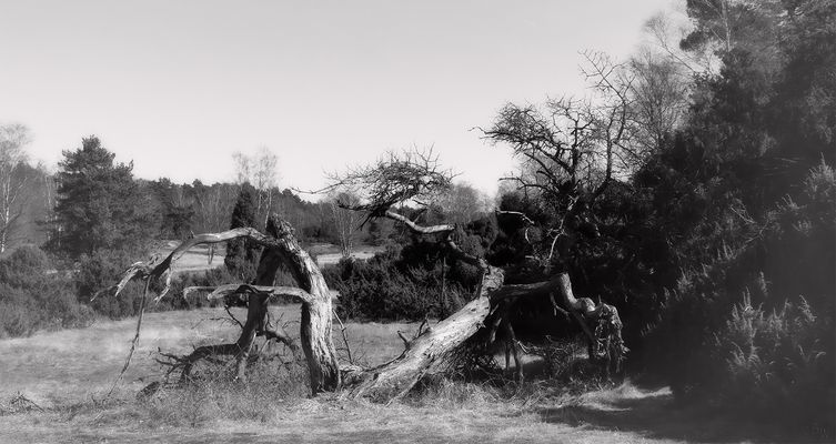 ~ Mein Freund, der Baum ~