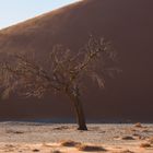 Mein Freund der Baum