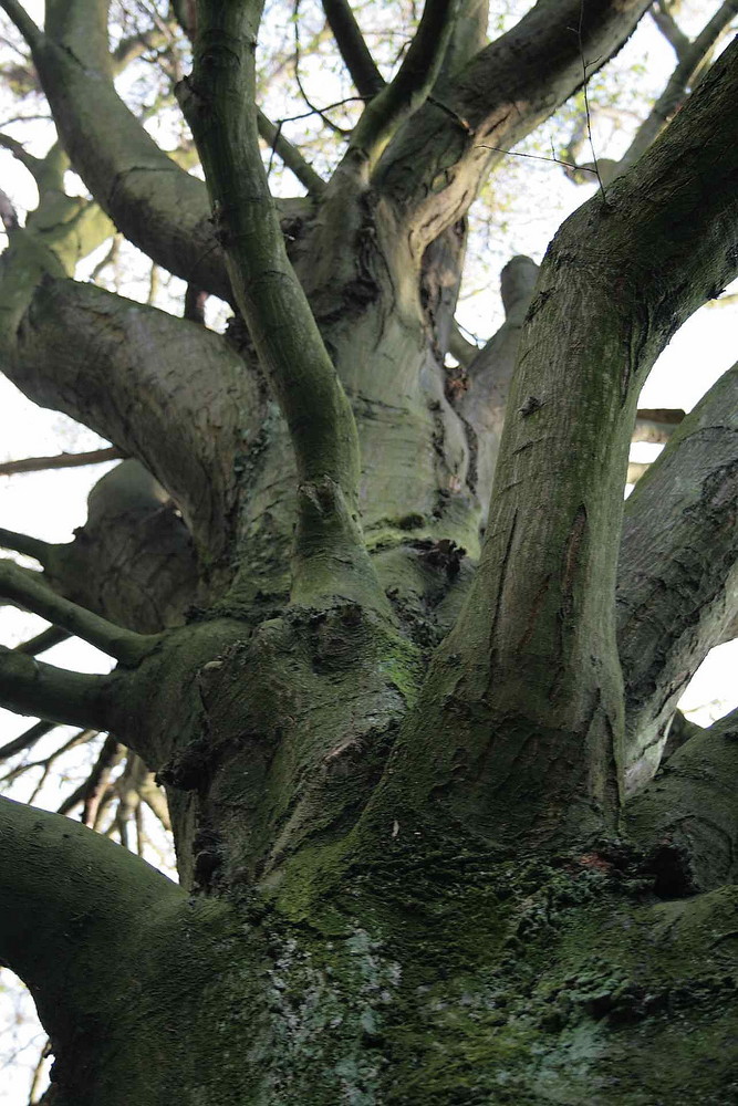 "mein Freund der Baum..."