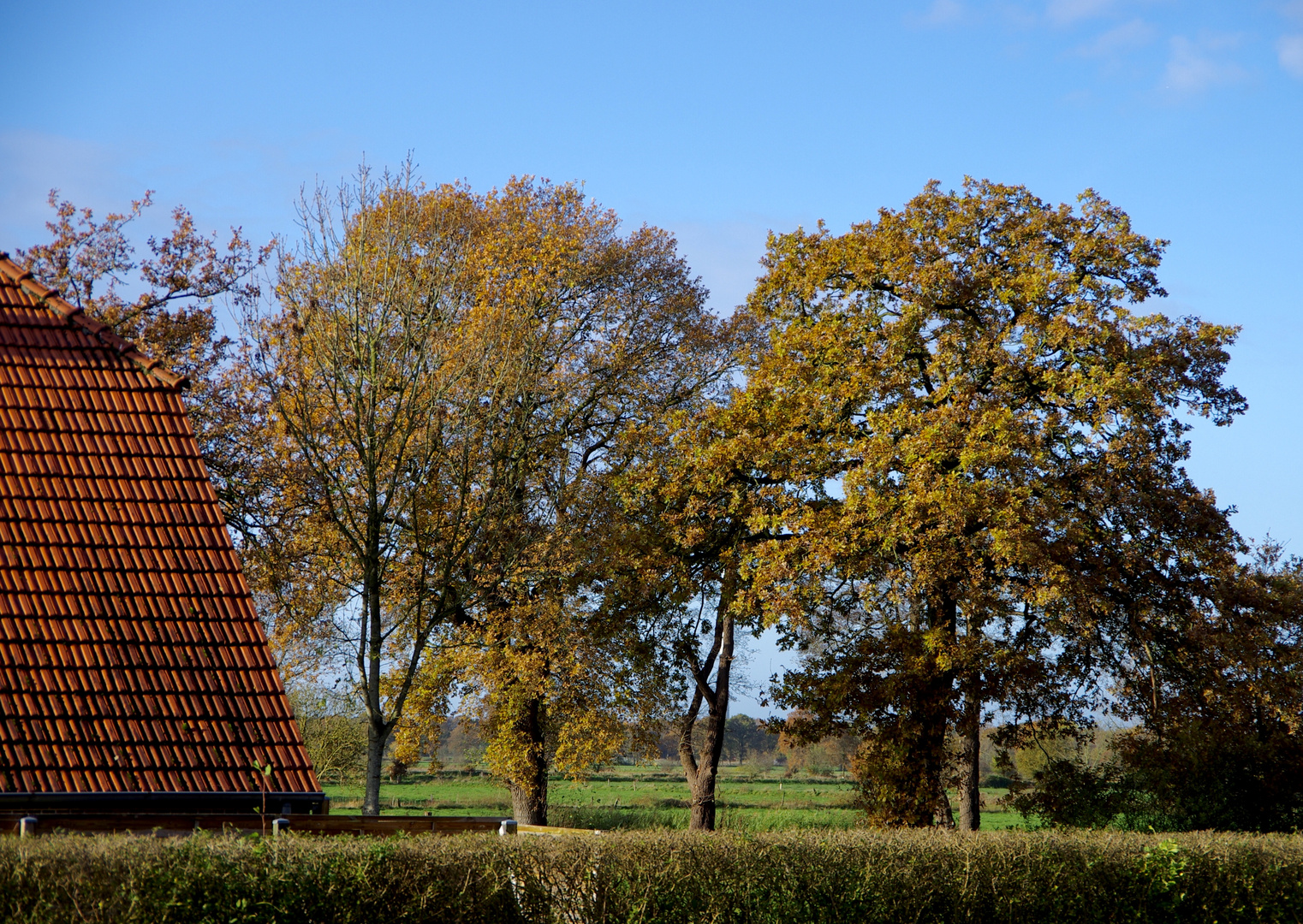 Mein Freund der Baum...