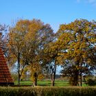 Mein Freund der Baum...