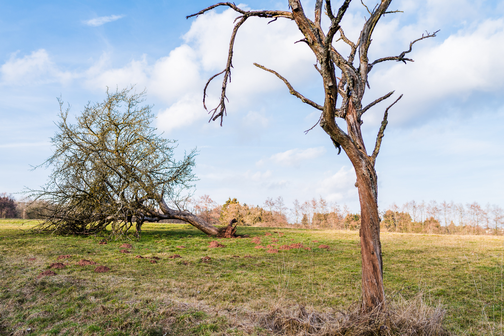 Mein Freund der Baum.....