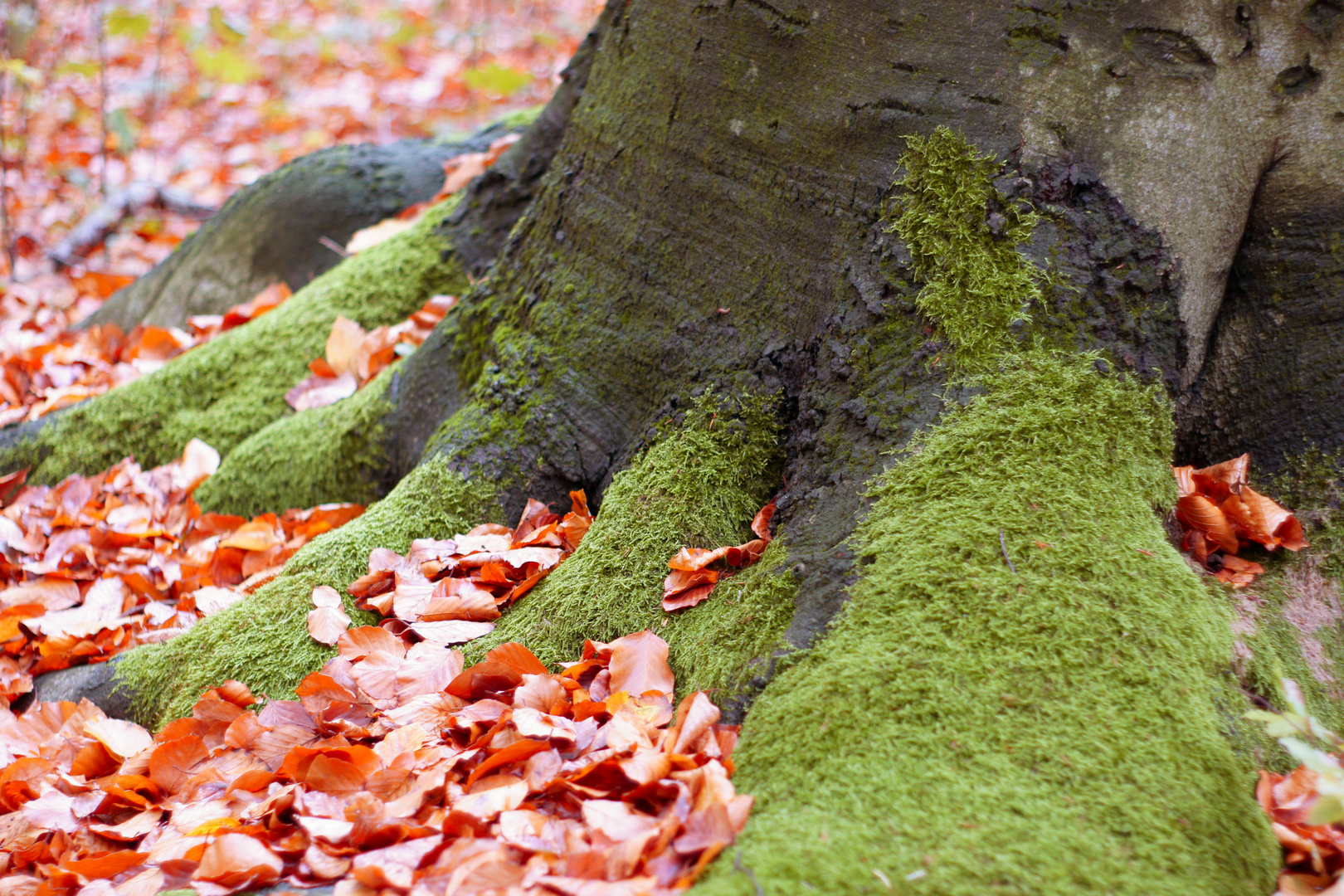 Mein Freund der Baum