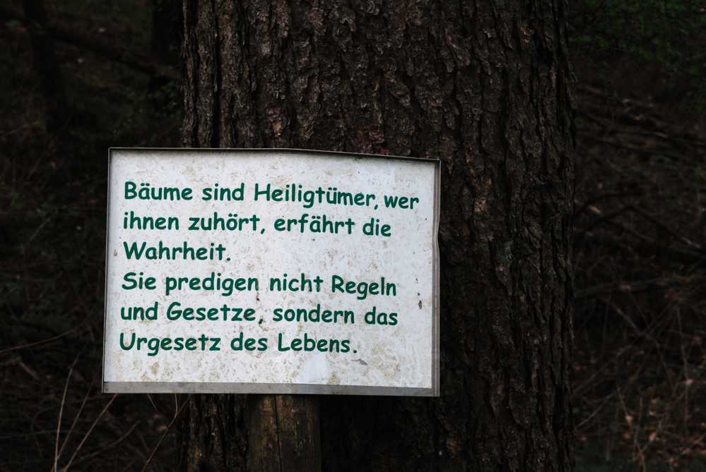 Mein Freund der Baum...