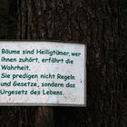 Mein Freund der Baum...