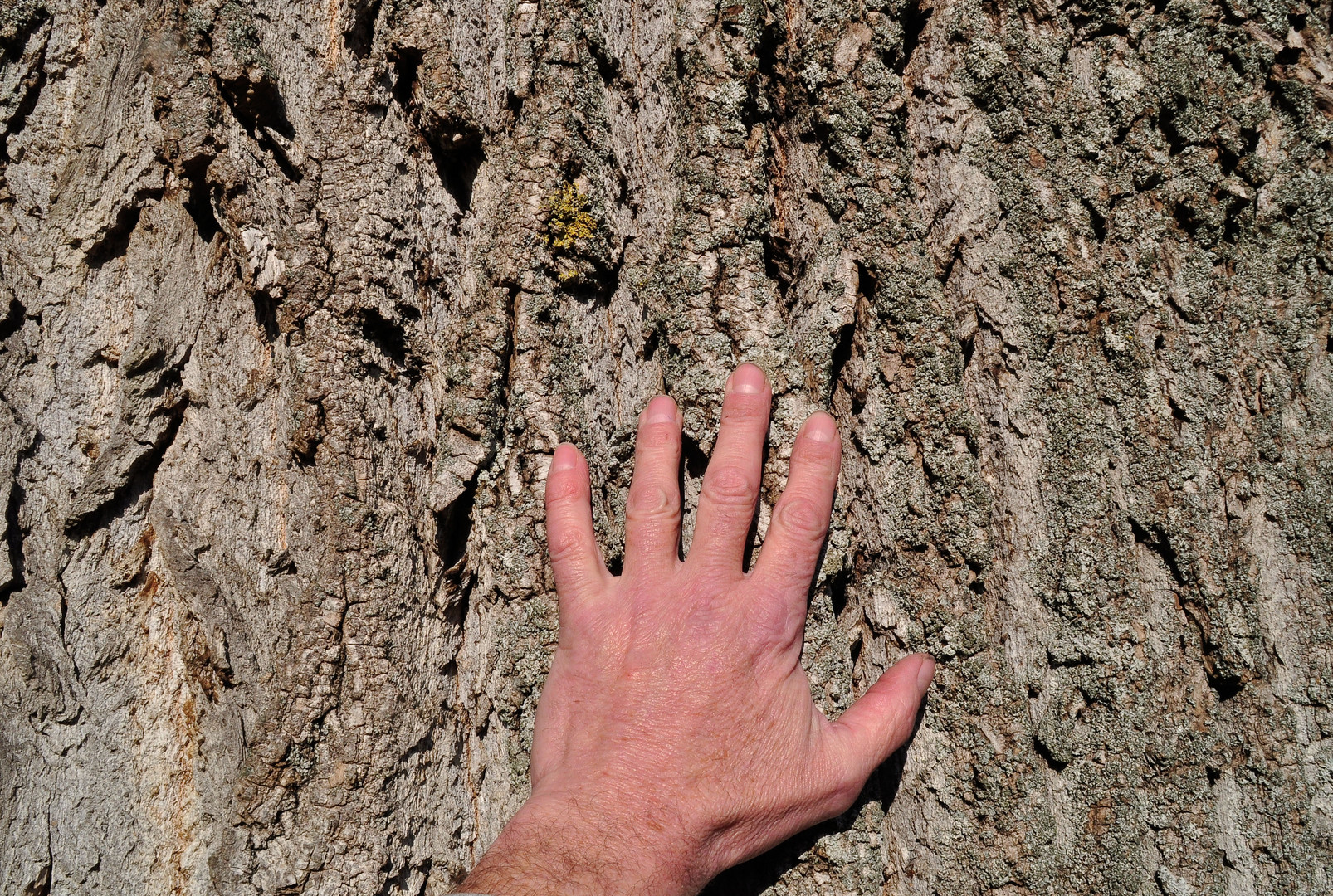 mein Freund der Baum